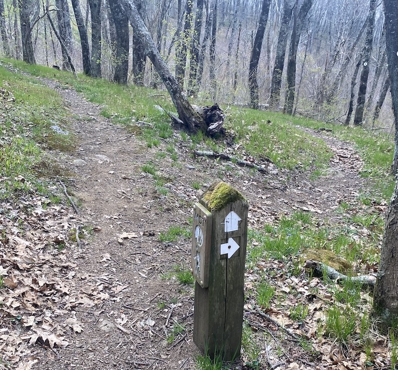 A single forest trail disappearing into morning mist in the mountains of Western North Carolina